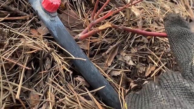 ГОЛУБИКА ОСЕНЬ 2020. Продолжаем наблюдать за кустами и их подготовке к зиме смотреть онлайн