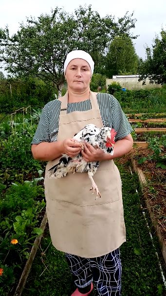 Как отличить МОЛОДУЮ курицу от СТАРОЙ. смотреть онлайн