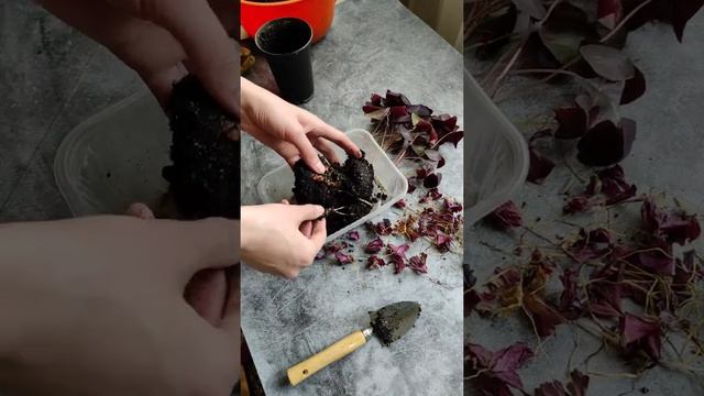 Омоложение оксалиса (кислицы) смотреть онлайн