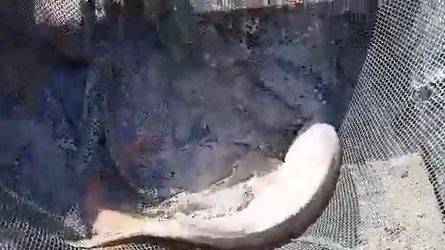 24 mart 2023. Baliq ovu Kur cayi. Carp fishing . Angeln. Рыбалка 2023 смотреть онлайн