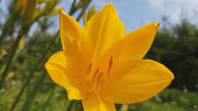 Пионы в нашем саду. Peonies in our garden. #пионы #музыка #relaxingmusic #music смотреть онлайн