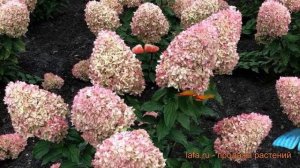 Гортензия метельчатая Коттон Крим (cotton cream) ? обзор: как сажать, саженцы гортензии Коттон Крим