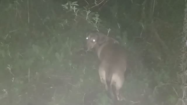 такса Маня на ночной прогулке (2021.05.09. 1:35)