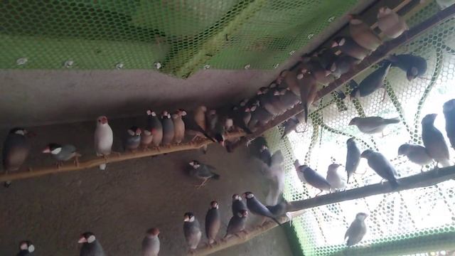 Akhane procur java avialable ache khub low price.Black,fronk,silver&white.Location Bagnan,Howrah. смотреть онлайн