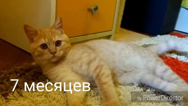 Бенджамину 1 год!!! Первый год Бена! С Днём Рождения, Бени! смотреть онлайн
