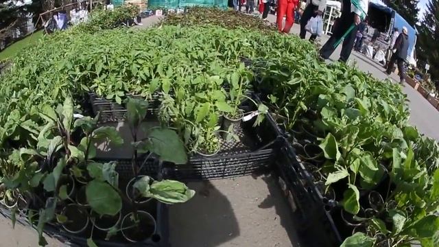 Выставка “Зеленое хозяйство׃ Дача Ландшафт Флористика“ смотреть онлайн
