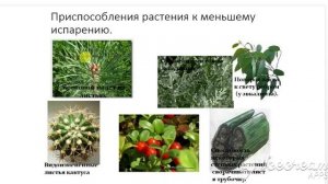 6 класс Биология - Испарение воды растениями (транспирация). Листопад.