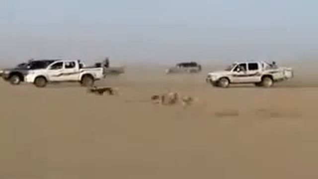 Самые быстрые Арабские собаки.😨😱😲 смотреть онлайн