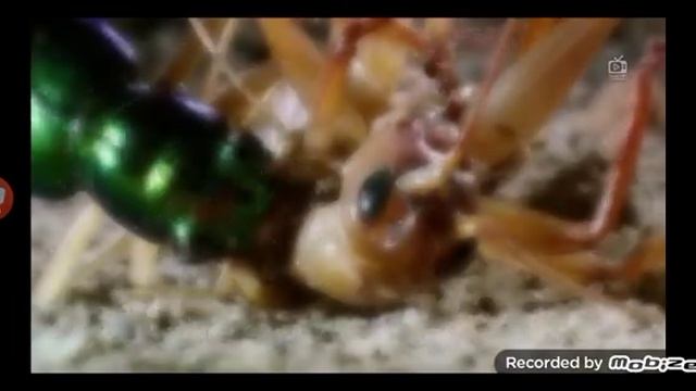 версус! скорпион против паука, палочник против богомола, и другие невероятные битвы насекомых. смотреть онлайн