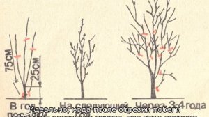 Посадка сливы