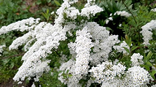 Спирея серая Грефшейм. Spiraea X Cinerea Grefsheim