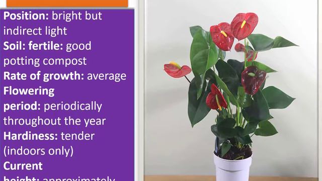 Indoor plants names and pictures смотреть онлайн
