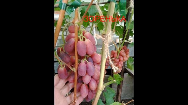 Первый созревший виноград в теплице. Нижегородская обл. смотреть онлайн