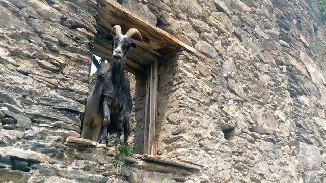 Сванетия на лошадях. 17.07.2018 смотреть онлайн