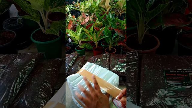 Aglaonema Potting Mix today's Dispatch II For Order WA 8240938880 II смотреть онлайн