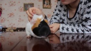 Маленький гость канала ХОМКИ. Смотрим наших животных. Определяем пол свинок