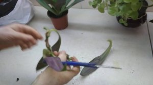 Размножение цветка рэо  черенкованием.  (часть1, см. продолжение)