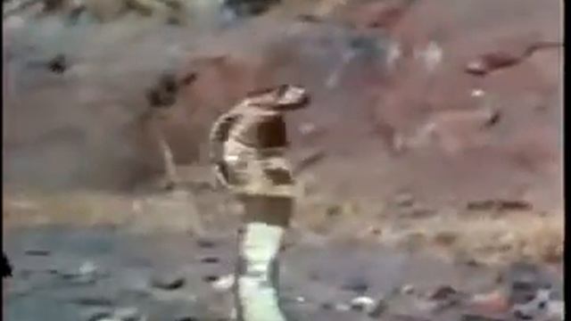 Встреча маленького леопарда с коброй смотреть онлайн