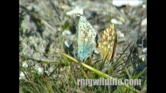 British Butterflies,The Blues. смотреть онлайн