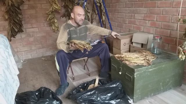 Что делать с отволоженным табачным листом смотреть онлайн