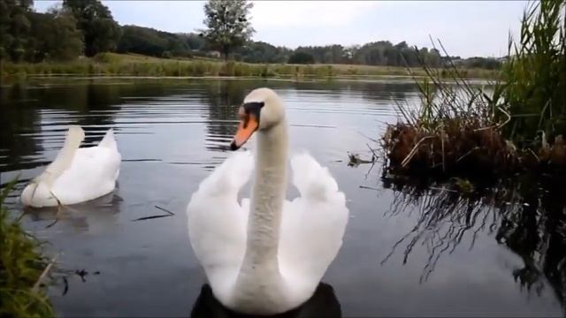 Заняття з ознайомлення з навколишнім. ВЕСНА смотреть онлайн