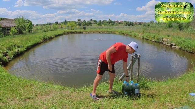 Как избавиться от сине-зелёных водорослей пруду? Борьба с сине зелёными водорослями в водоёме. Пруд смотреть онлайн
