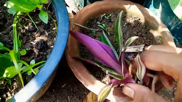 How to propagate variegated Reo for beginners смотреть онлайн