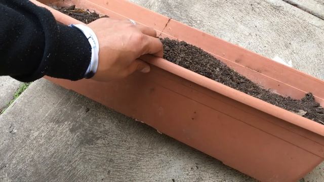 HARVESTING FAILED - I TRIED GROWING THIS EXPENSIVE ROOT CROP || Farmer@Heart ep. 5 смотреть онлайн
