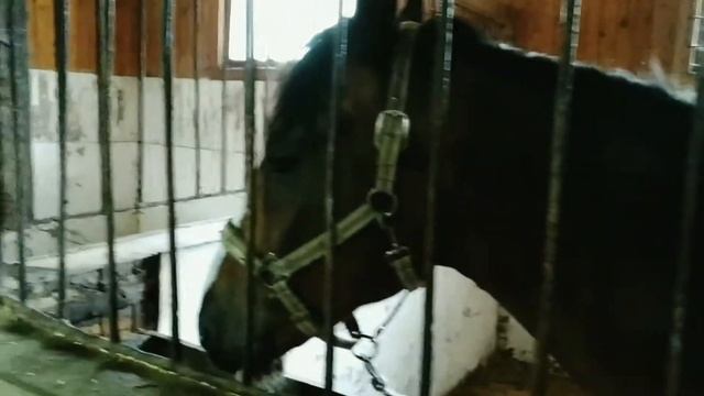 Часть 1-я. Влог!!! Деревня Мандроги!!! смотреть онлайн