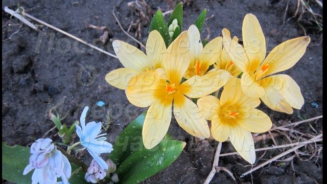 Поздравление (стих, субтитры). Весна. А.Майков. Ссылка под видео смотреть онлайн