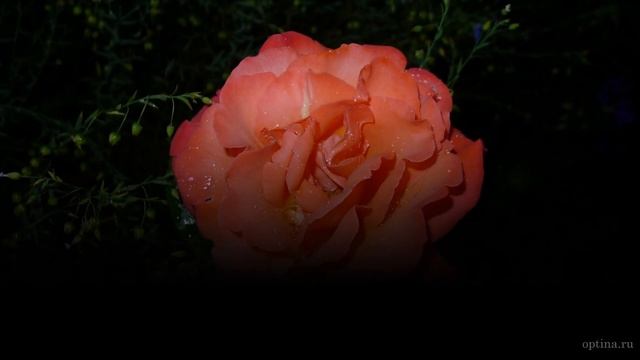 154. Ночные розы смотреть онлайн