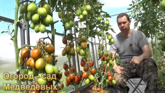 5 урожайных сортов томатов для теплицы смотреть онлайн