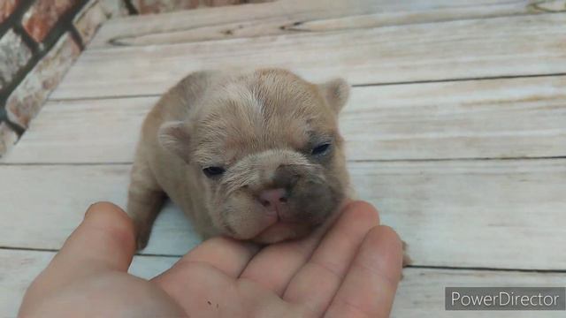 Французский бульдог. щенки в поисках нового дамома. смотреть онлайн
