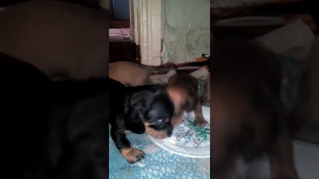 Первый самостоятельный приём пищи.( такса) смотреть онлайн