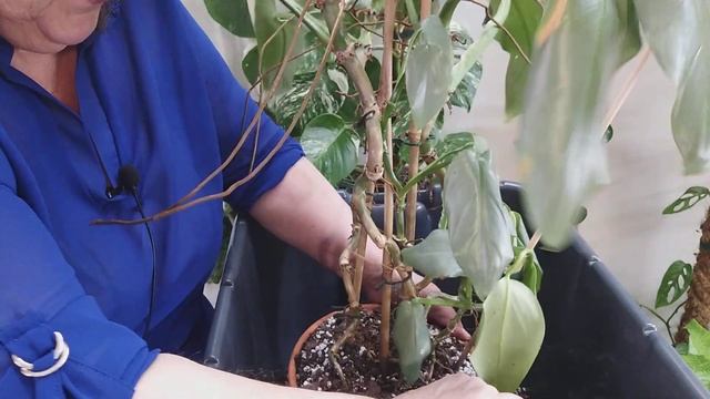 PHILODENDRON HASTATUM SILVER SWORD VS SILVER QUEEN. смотреть онлайн