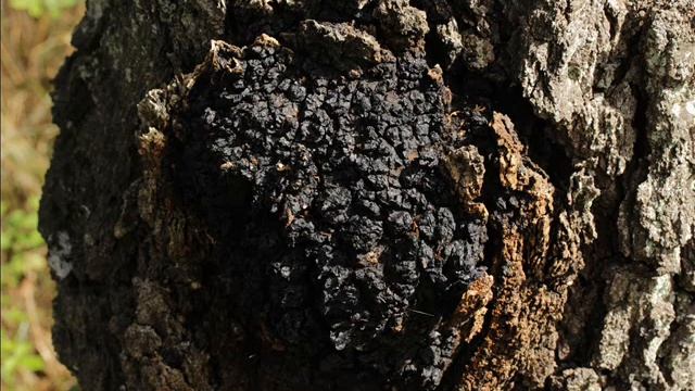 Inonotus obliquus смотреть онлайн