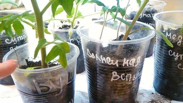 Подселенцы в томатах. Загадка рассадного сезона. смотреть онлайн