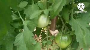 Сибирь. Обзор томатов в открытом и закрытом грунте на 11 июля..mp4