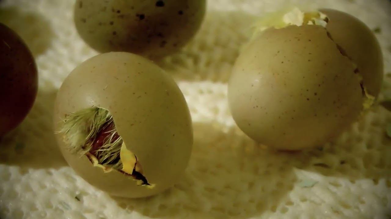 Содержание кур в домашних условиях | Беззаботное хозяйство смотреть онлайн