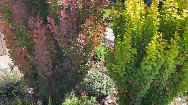 Супер кустарники ?подходят для больших и маленьких цветников…? смотреть онлайн
