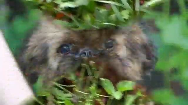 Брюссельский гриффон.