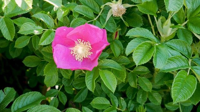 Видео обзор розы Ругоза (Гибрид Rugosa) смотреть онлайн