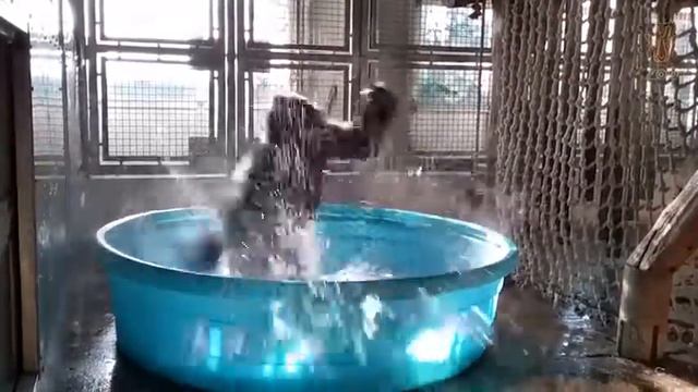 Breakdancing Gorilla Enjoys Pool Behind the Scenes смотреть онлайн