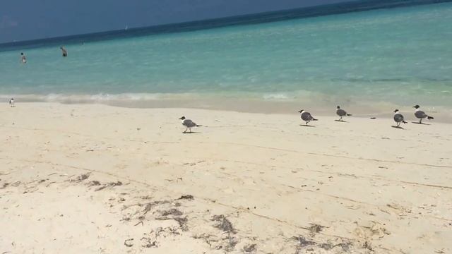 Куба о.  Кайо-Коко отель Memories Flamenco Beach Resort 5* Cuba Cayo-Coco. Путешествие