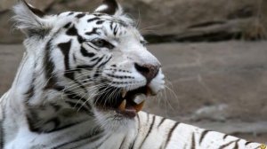 АМУРСКИЙ ТИГР ПРОТИВ БЕНГАЛЬСКОГО ТИГРА - КТО ПОБЕДИТ?