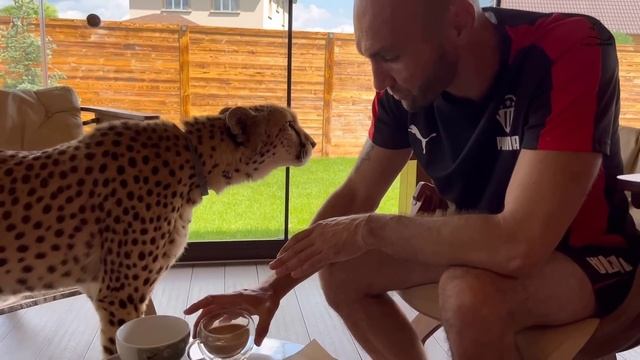 Гепард Герда помогает подготовить «вопрос дня»! смотреть онлайн