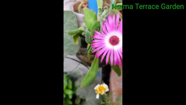 Ice plant ke baare me puri jaankari and how to grow mesembryanthemum seeds giveaway смотреть онлайн