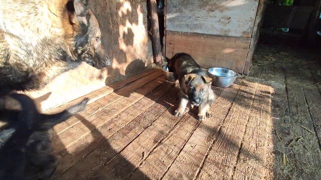 Плановое пополнение в питомнике Вон Хаус Бусидо!