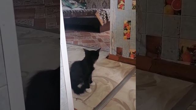 БЕЗУМНЫЙ ПАША И ИРИШКА ЧИКИ ПИКИ КОРМЯТ СВОИХ ЛЮБИМЫХ КОТЯТ КОЛБАСОЙ. смотреть онлайн