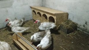 Формируем семью мускусных уток немецкой линии. Все секреты.